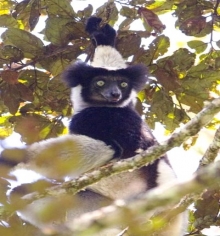 Indri patří mezi největší lemury